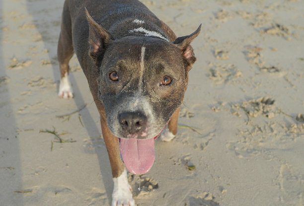 斗牛犬玩耍，在日出的海滩上-股票照片图片下载