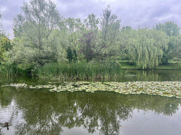 多云的一天，城市公园里有睡莲的湖图片下载