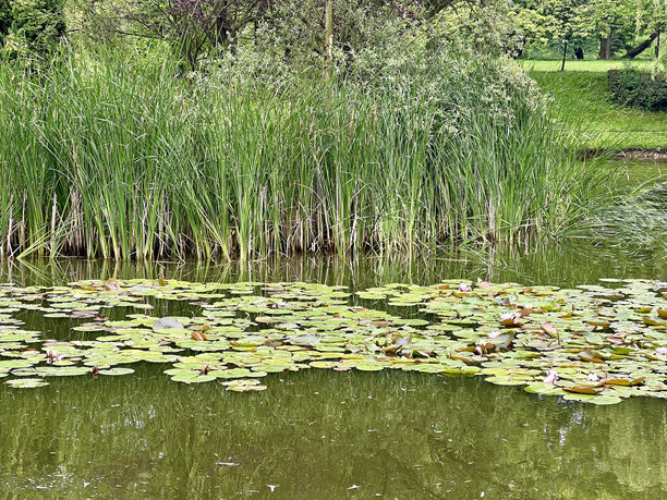 多云的一天，城市公园里有睡莲的湖图片下载