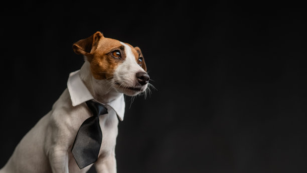 杰克罗素梗狗在黑色背景的领带。副本的空间。图片下载