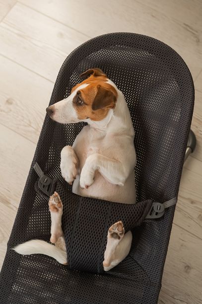 一只杰克罗素梗狗躺在儿童躺椅上。垂直的照片。图片下载