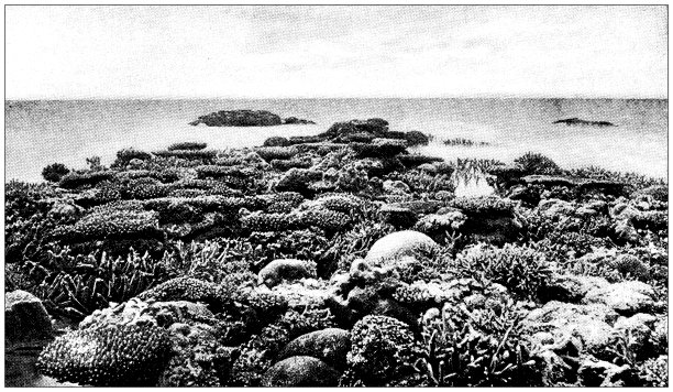 古董插图:澳大利亚大堡礁图片下载