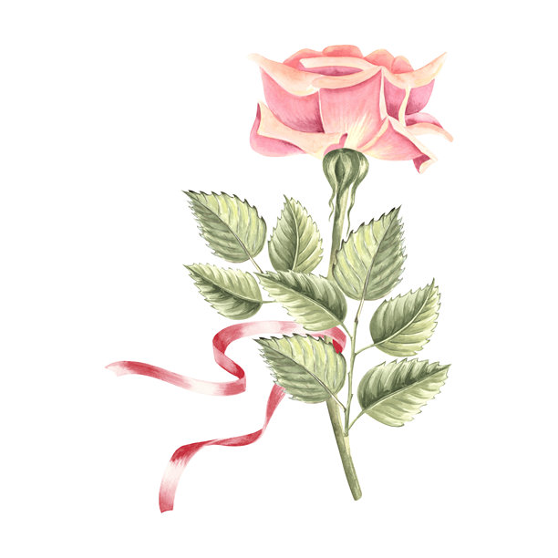 玫瑰的绿叶和粉红色的丝带。手绘水彩插图孤立。园林植物的植物剪贴画。设计元素的邀请，明信片，婚礼，贴纸，情人节图片下载
