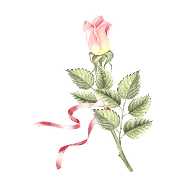 玫瑰花蕾，绿叶和丝带。手绘水彩插图孤立。园林植物的植物剪贴画。设计元素的邀请，明信片，婚礼，贴纸，情人节。图片下载