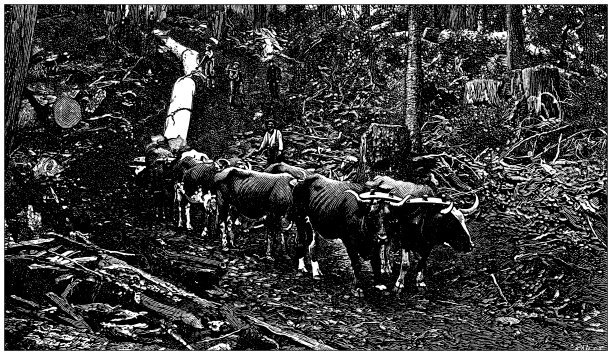 古董插图:伐木，华盛顿图片下载