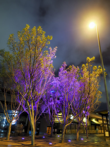 步行街两旁的树木被明亮的橙色和紫色照亮图片下载
