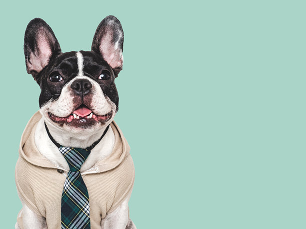 可爱的小狗和时髦的领带。影棚拍摄图片下载