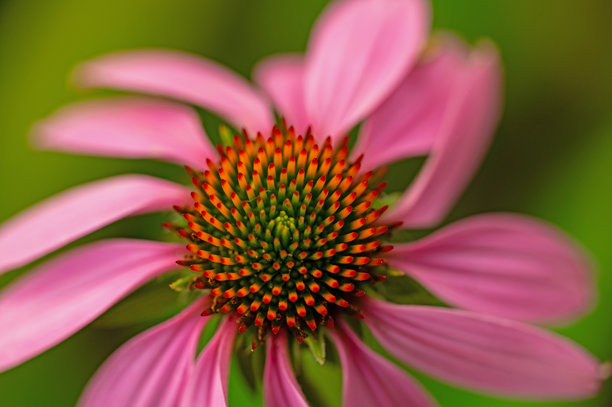 微距与模糊背景的圆锥花图片下载