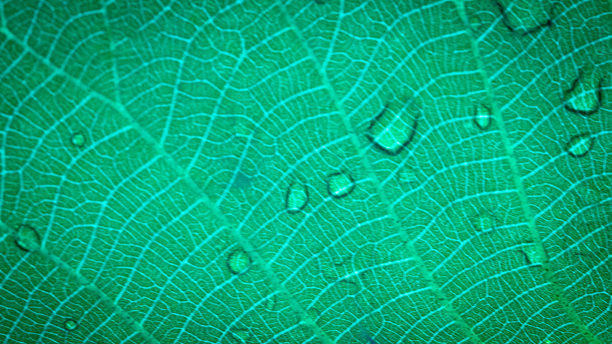 叶子表面被水滴覆盖的微距照片。图片下载