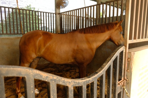 马是一种驯养的单趾、奇趾有蹄哺乳动物。它在分类学上属于马尾科。马厩里的赛马。科仕caballus图片下载