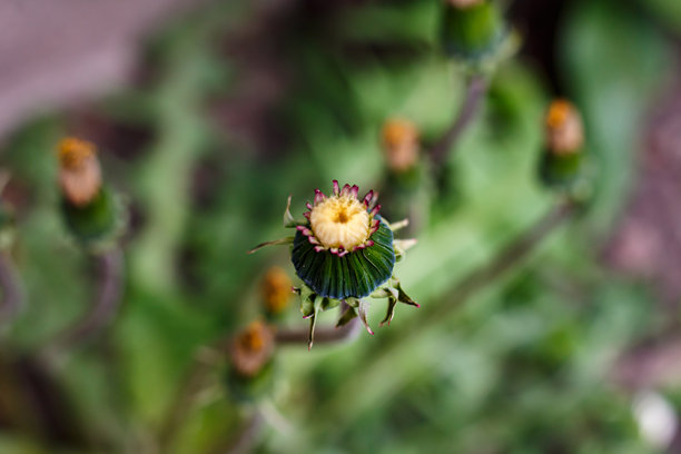蒲公英的微距照片。哈尔科夫庭院里成熟的蒲公英。图片下载