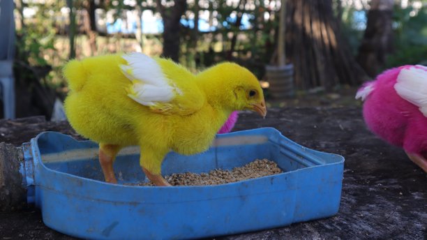 色彩斑斓的小鸡图片下载