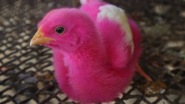 色彩斑斓的小鸡图片下载