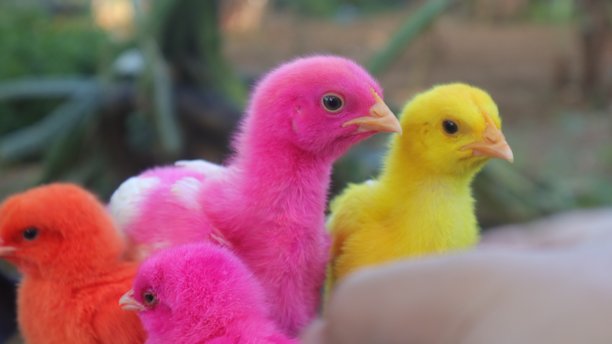 色彩斑斓的小鸡图片下载