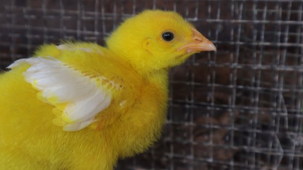 色彩斑斓的小鸡图片下载