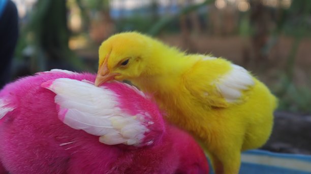 色彩斑斓的小鸡图片下载