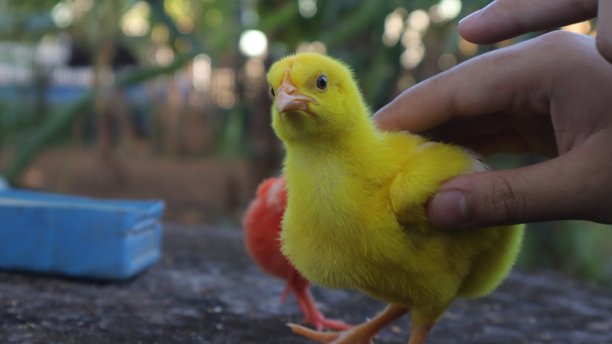 色彩斑斓的小鸡图片下载