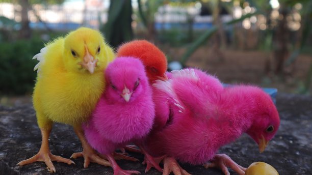 色彩斑斓的小鸡图片下载