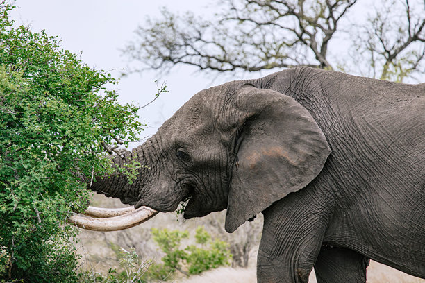 非洲象张开嘴巴，特写肖像，侧视图。南非大草原的野生动物园图片下载