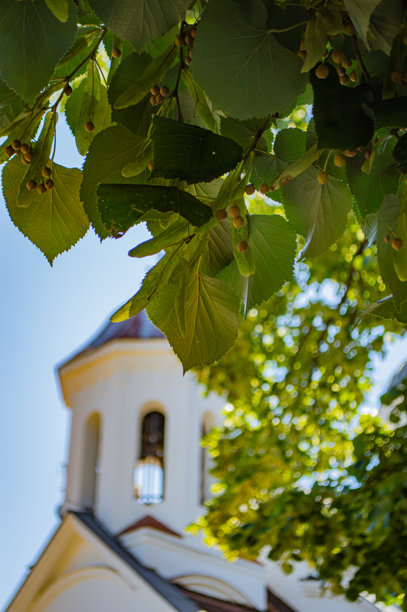 以教堂为背景的树叶特写照片图片下载
