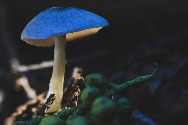 在一个神秘的森林里，一个小小的蓝色蘑菇的微距照片。戏剧性的灯光，鲜艳的色彩。图片下载