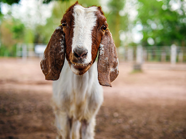 可爱的小山羊和有趣的山羊农场近距离。肖像。头像照片图片下载
