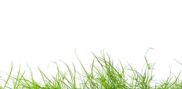 在白色的背景上剪出一丛高大的绿草。图片下载