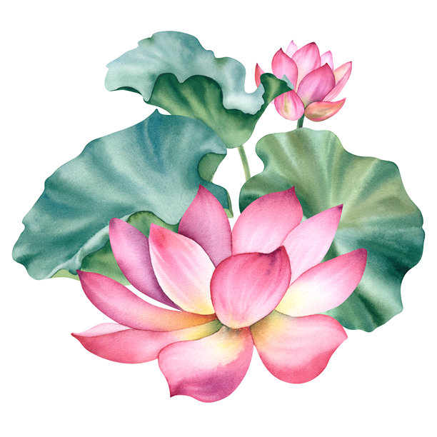 水彩粉红色荷花在白色的背景。睡莲是手绘的。荷花的构图。用于设计明信片、请柬和织物的模板。图片下载