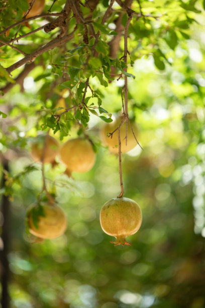 石榴园里的新鲜石榴图片下载