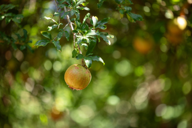 石榴园里的新鲜石榴图片下载