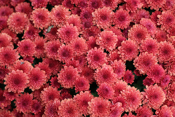 粉红色花朵的全画幅照片图片下载