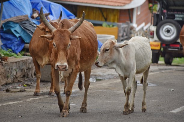 街道上各种印度本土牛的特写照片，如红信迪，Zebu和Tharparkar图片下载