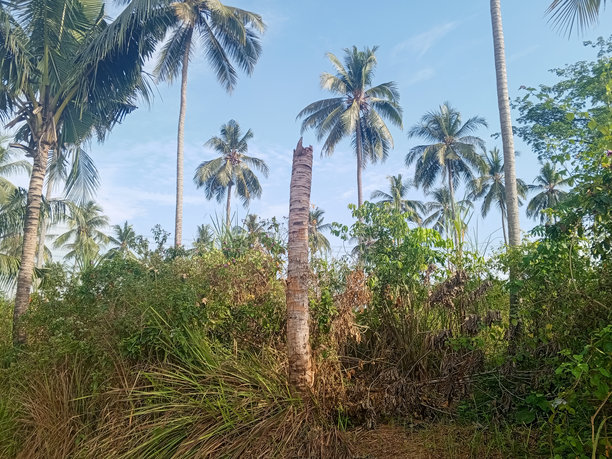 热带种植园里死去的椰子树图片下载
