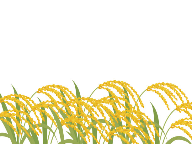 稻穗背景矢量插图图片下载