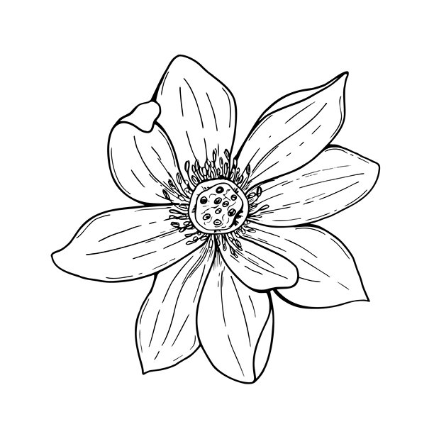 白色背景上的莲花矢量孤立插图。亚洲多花瓣睡莲头现实的单色图形素描。水生植物俯视图。纹身用的是涂色书图片下载