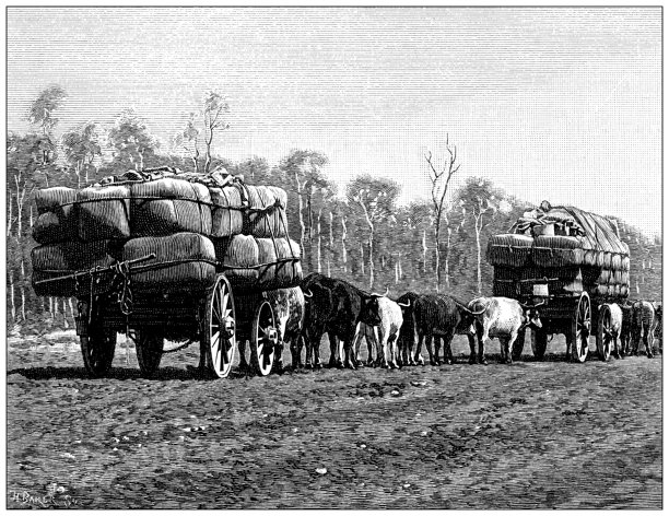 古董插图:运输羊毛，澳大利亚图片下载