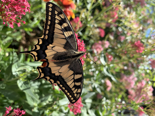 燕尾蝶绕着一朵花飞。花上的蝴蝶。黄色的燕尾服。昆虫和自然。手机照片原色图片下载