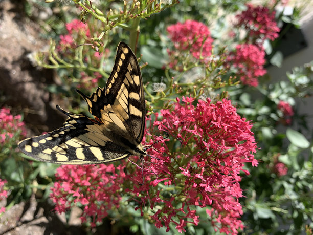燕尾蝶绕着一朵花飞。花上的蝴蝶。黄色的燕尾服。昆虫和自然。手机照片原色图片下载
