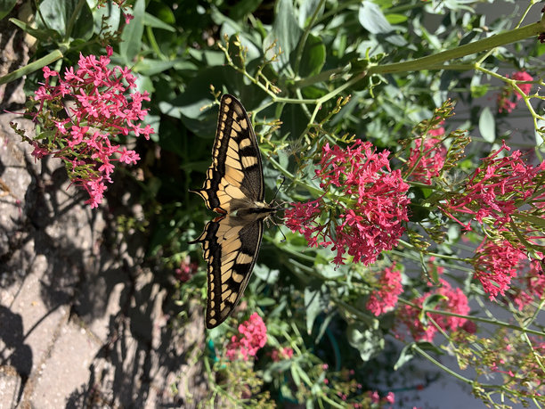 燕尾蝶绕着一朵花飞。花上的蝴蝶。黄色的燕尾服。昆虫和自然。手机照片原色图片下载