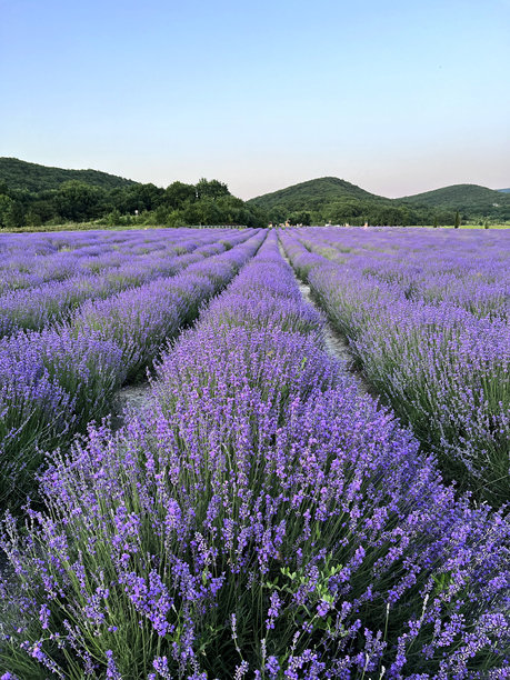 盛开的薰衣草田，傍晚的灯光，背景中的山脉，垂直的照片格式图片下载
