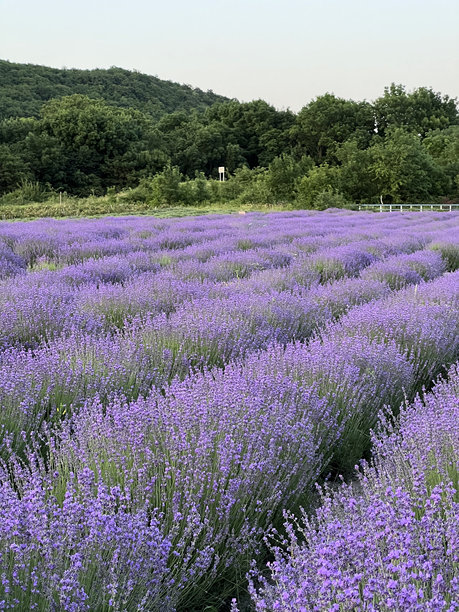 盛开的薰衣草田，傍晚的灯光，背景中的山脉，垂直的照片格式图片下载