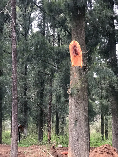 阿根廷松林的照片。植物学图片下载