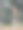 阿根廷松林的照片。植物学图片下载