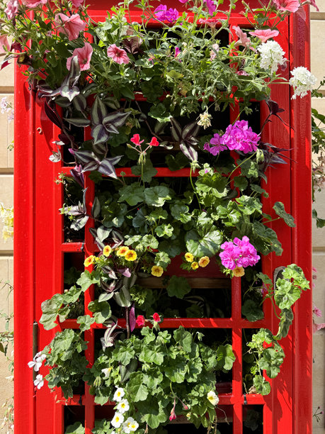 全画幅图片，旧的，英国的，红色的电话亭，窗户玻璃被拆除，重新利用成美化的花盆，含有矮牵牛花，马鞭草，天竺葵和草，格鲁吉亚建筑的外部背景图片下载