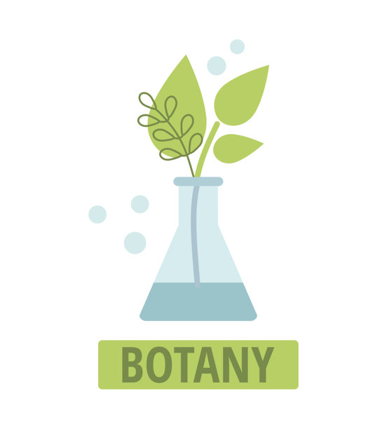白色背景上有芽的实验室玻璃器皿。生物技术化学医学概念。图片下载