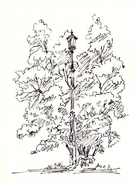 灯柱、路灯在高大的树木之间，图形绘制、素描图片下载