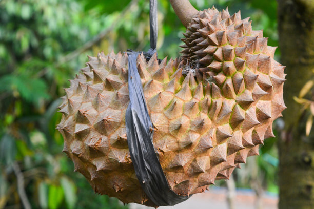 新鲜的榴莲树，美丽的花园，晴朗的天空，印尼最优质的产品食品出口图片下载