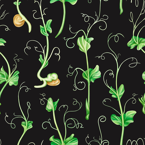 无缝图案，蒸青豆。育苗育苗，农用蔬菜，园艺栽培。园艺用的豆类，烹饪用的原料。数字隔离图解图片下载