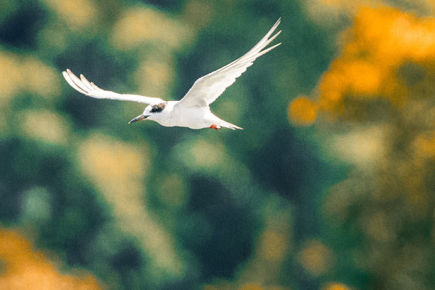 初秋，一只白燕鸥在海湾上空飞翔图片下载