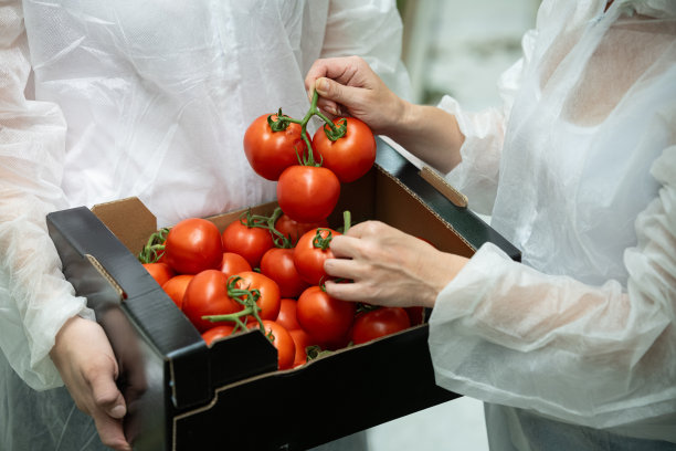一个女人的手拿着纸箱里的西红柿的照片。图片下载